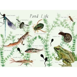 A Year and a Day Magazine - Issue 9: Pond Life