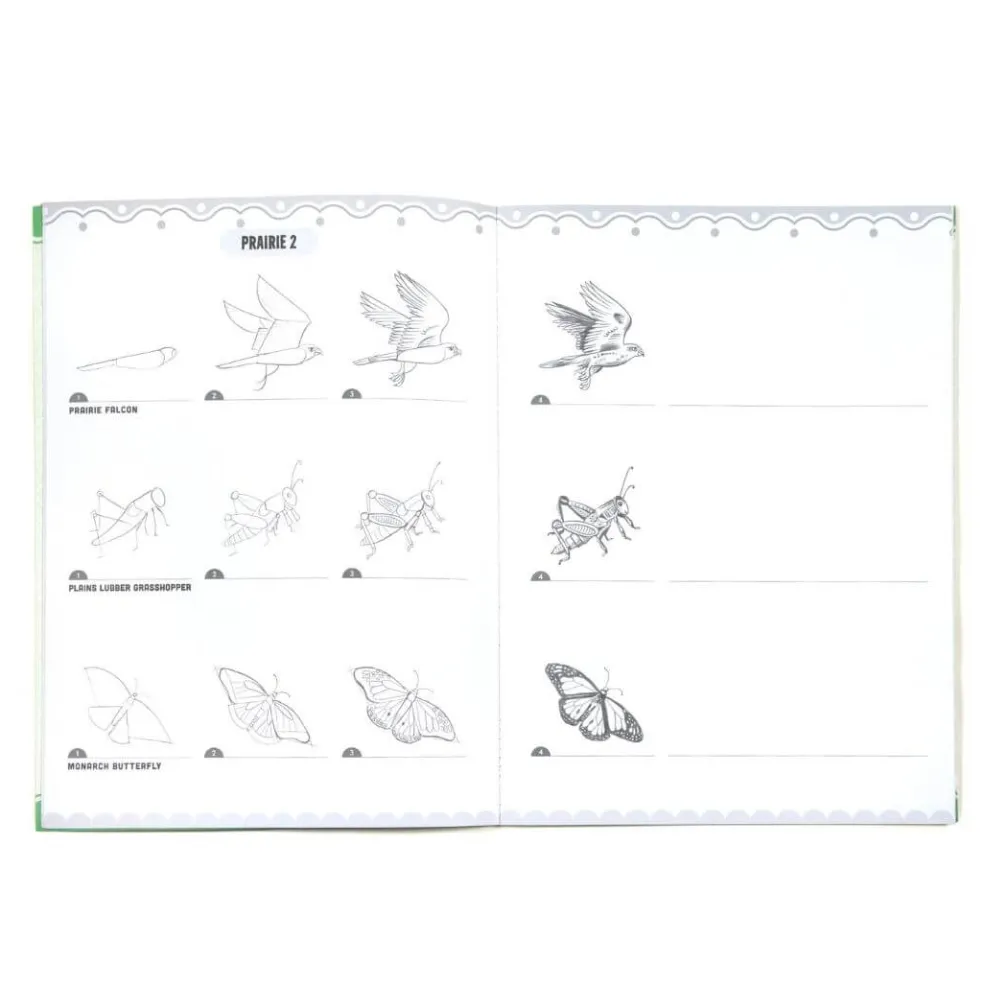 Learn to Draw Bugs, Birds, & Butterflies
